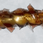 Best Summer Roll in Denver, CO